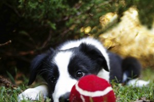 Border collie puppy and ball