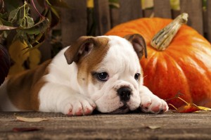 English bulldog and a pumpkin