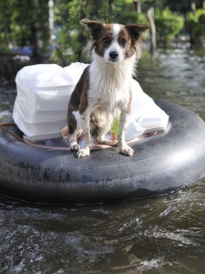 June10_AllPets_Leon_iStock_000020557456_Large