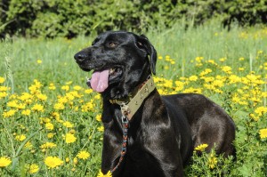 Black dog in a meadow of flowers