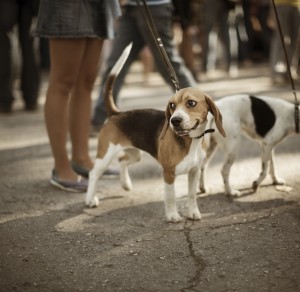 cute beagle on the street