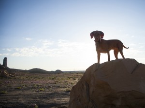 Vizsla dog pointing in Badlands central desert of Utah eroded di