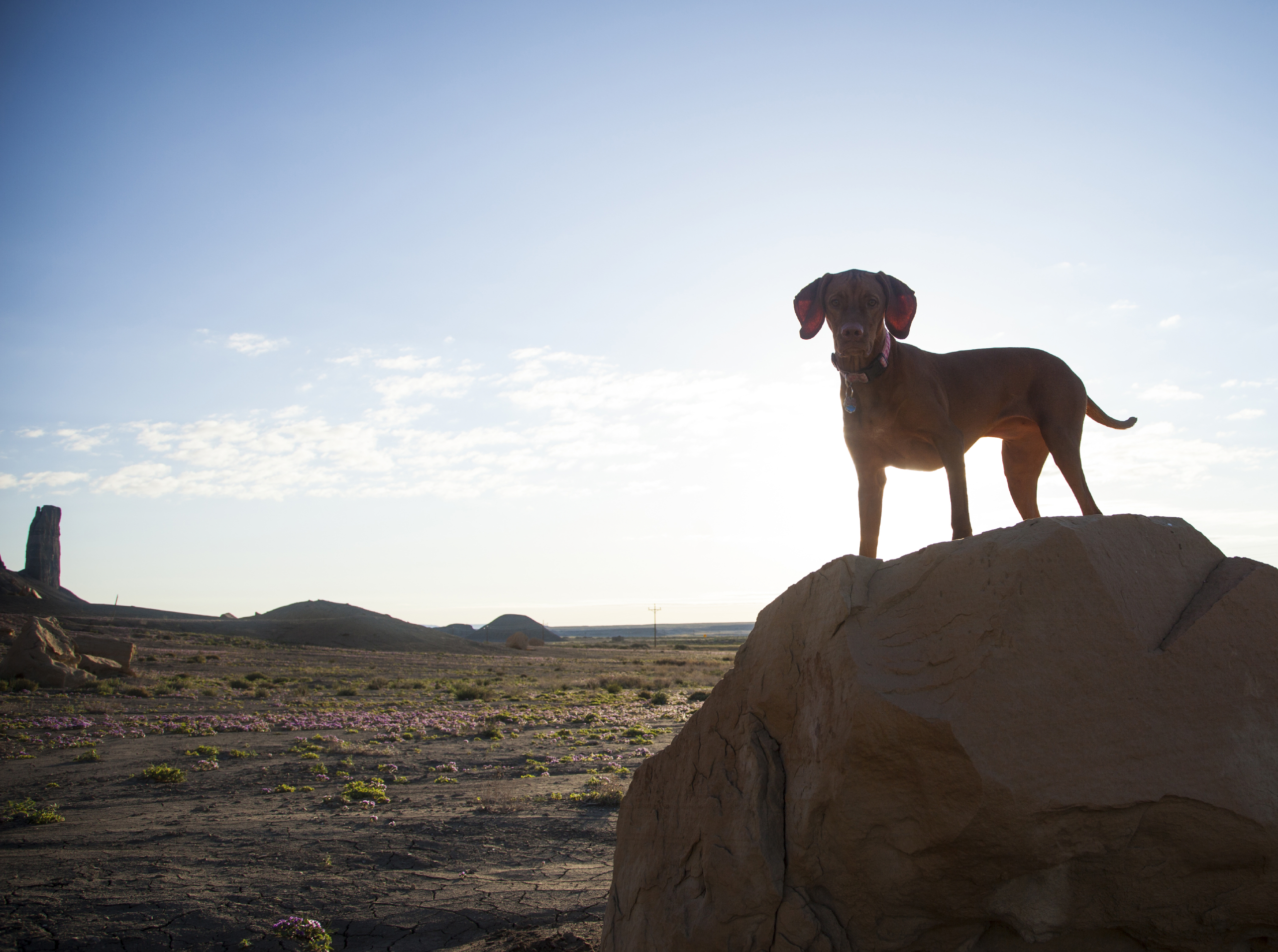 Vizsla dog pointing in Badlands central desert of Utah eroded di | Leon ...