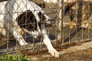 homeless old dog shelter