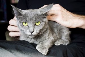 Gray Cat Sits In Man's Lap