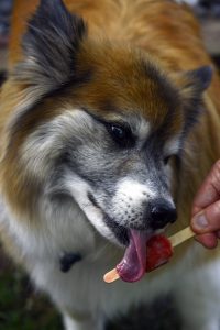 Dog And A Popsicle