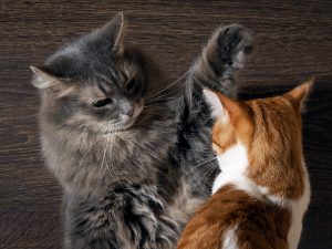 Fighting cats. Concept - the tense situation