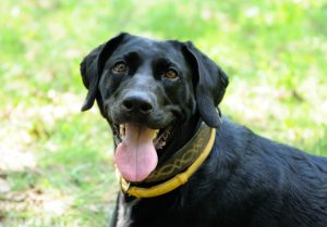 Portrait of a dog