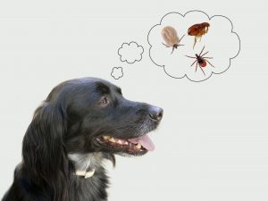 Dog considering health risks of tcks, fleas