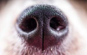 Dog nose