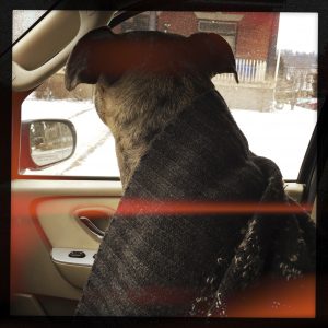 Dog in Car with Sweater during Snowstorm