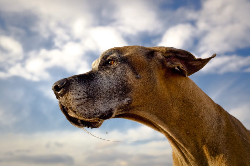 Intent great Dane with drool strand