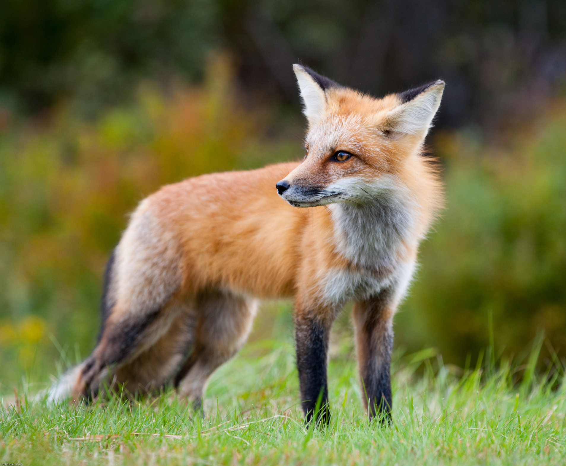 Fox лиса. Грациозная лиса. Лиса Сток. Шотландский Лис. Лиса Шотландия.