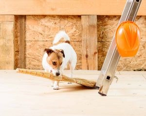 pets safe during remodel