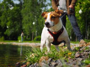 Retractable leashes are popular but do have some safety issues that you should be aware of. 