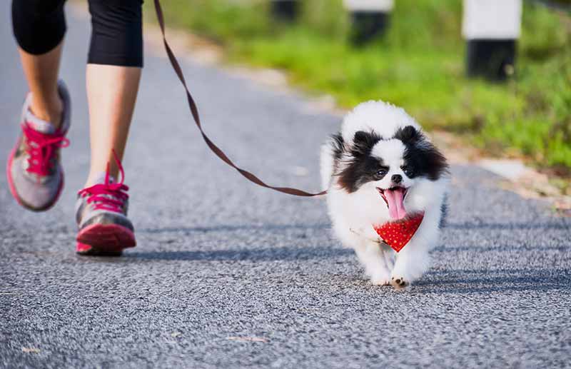 Black and white dog on leash with woman jogging