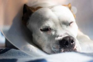 Caring for your pet after surgery is part of healing your pet