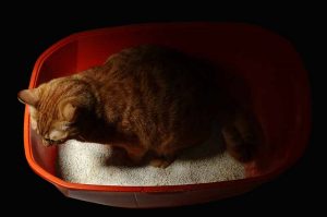 Automatic litter boxes can help with keeping your house from smelling like cats