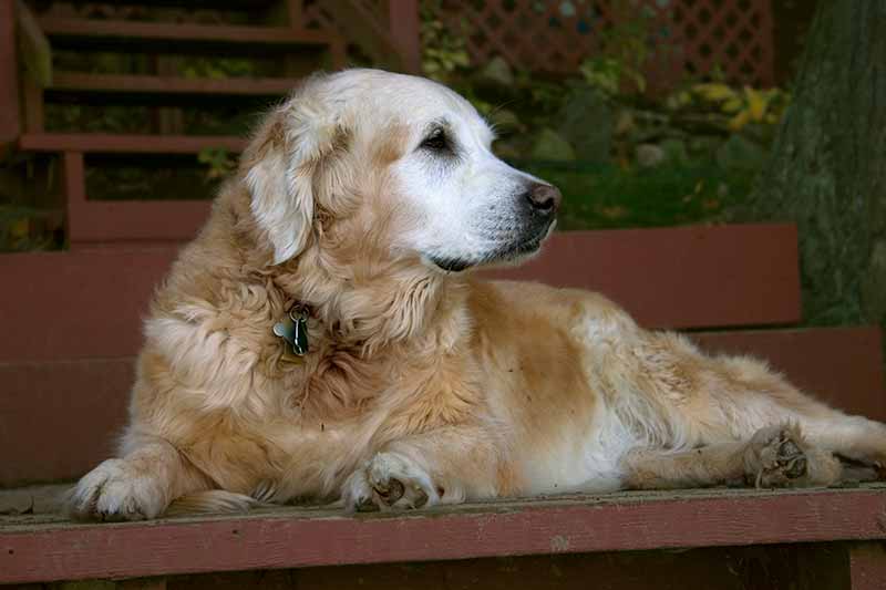 Senior pet health is important to senior pet care