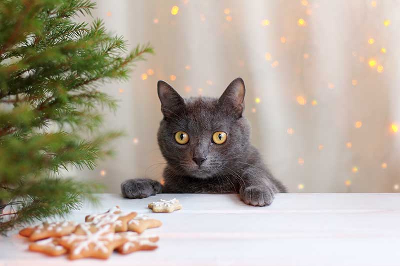 DIY pet gifts make pet-safe holiday gifts