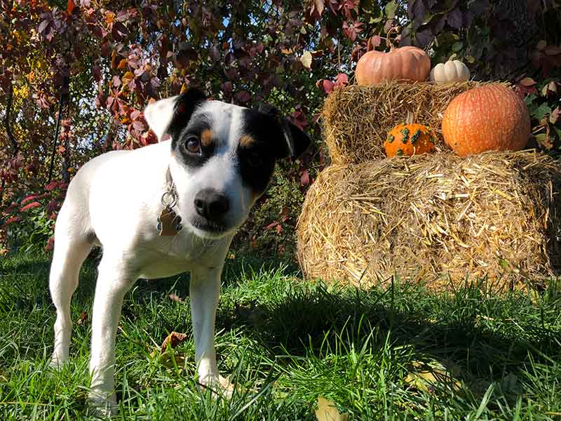 Thanksgiving fun for pets isn't all about food and pet safety.