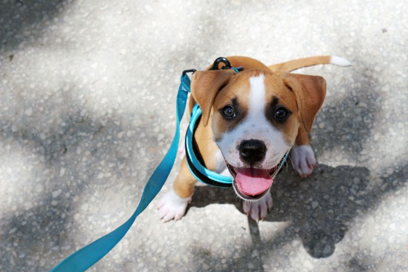 A puppy wearing a harness and leash. 