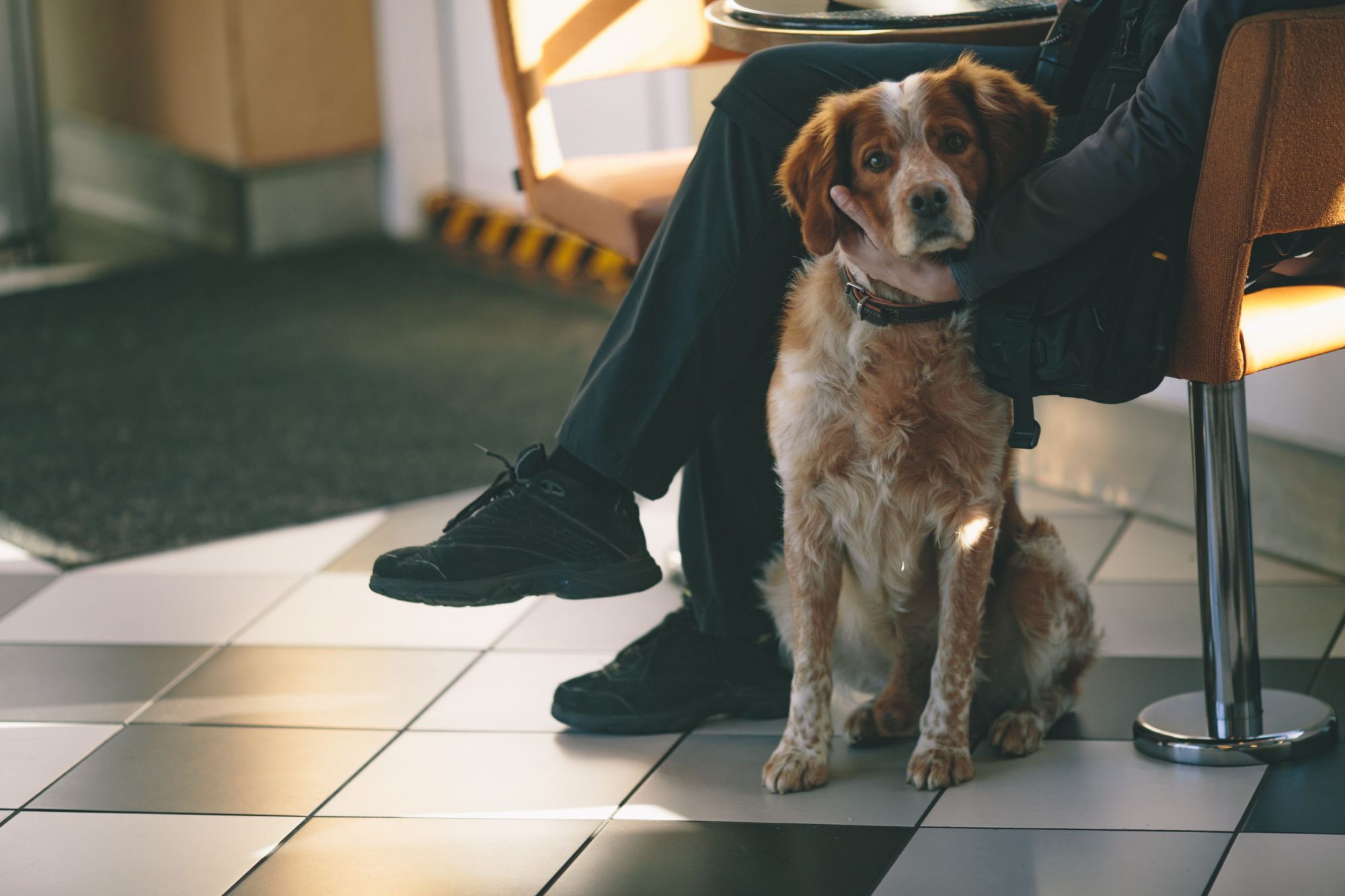 A brown and white dog waiting for a veterinarian appointment with its owner. 