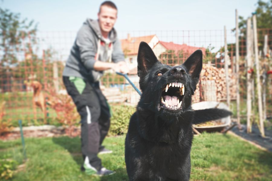 A man holds the least of a snarling dog.