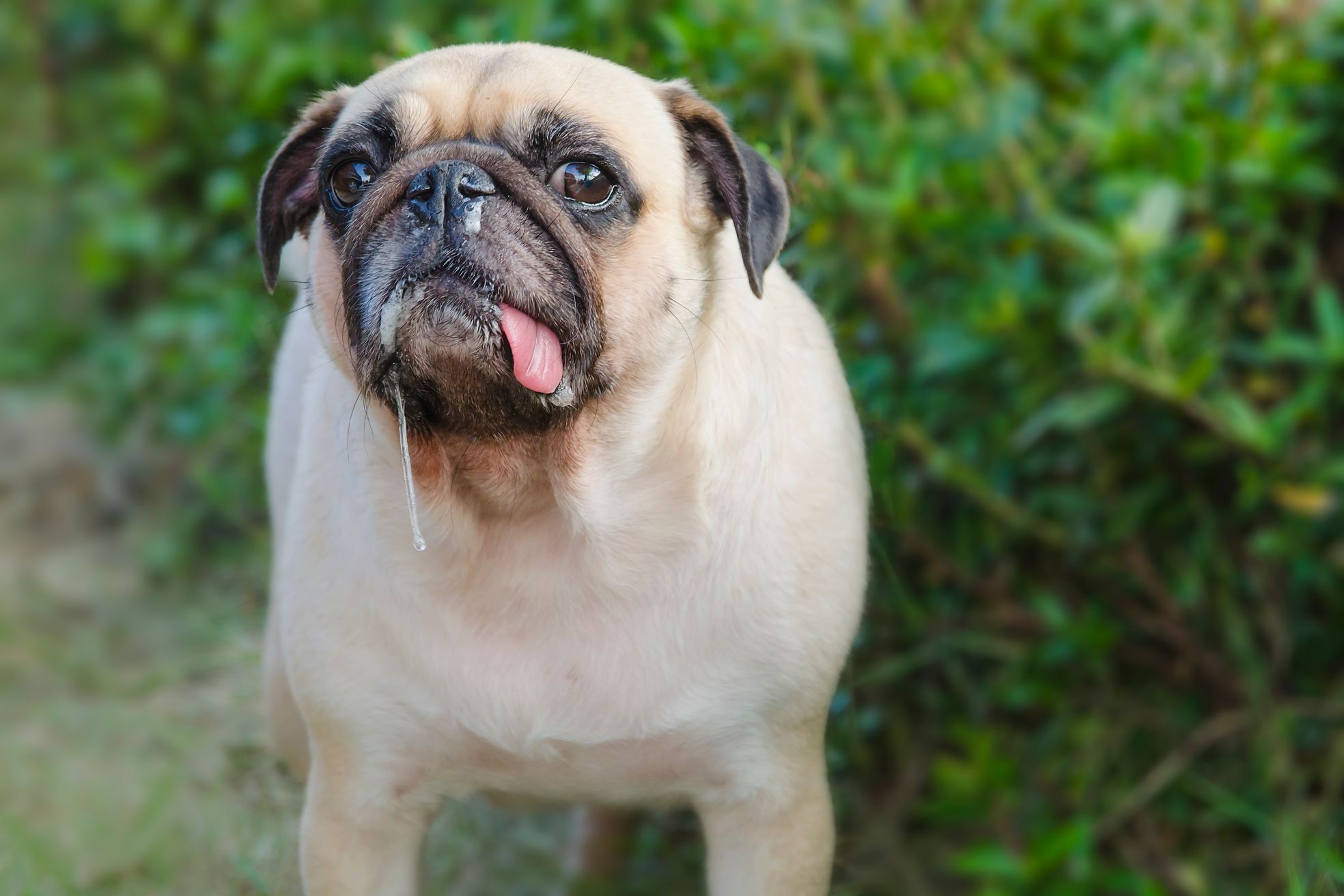 A drooling pug.