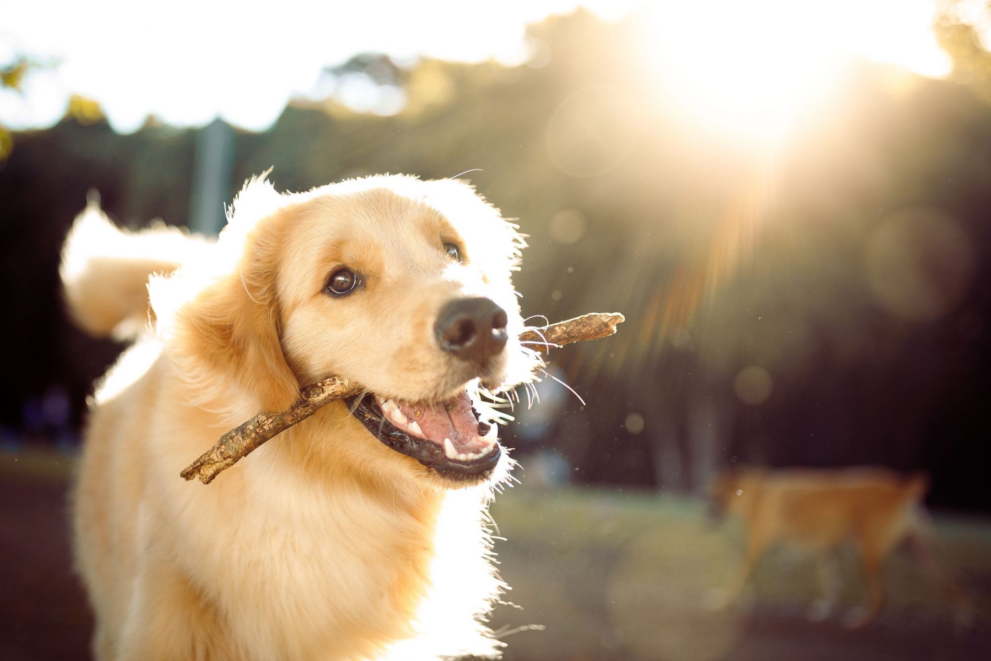 A hydrated dog in the sun, playing with a stick. 