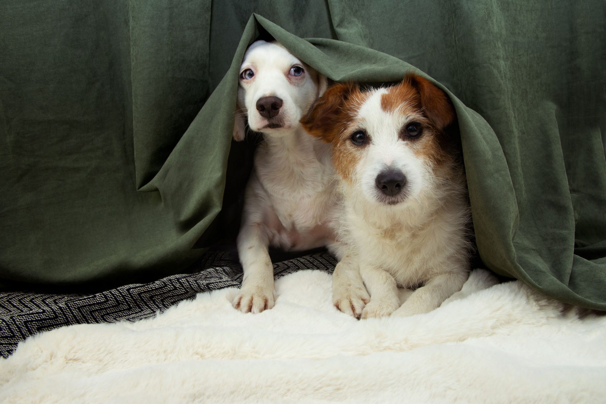 Two small dogs hide from firework sounds under a bed. .