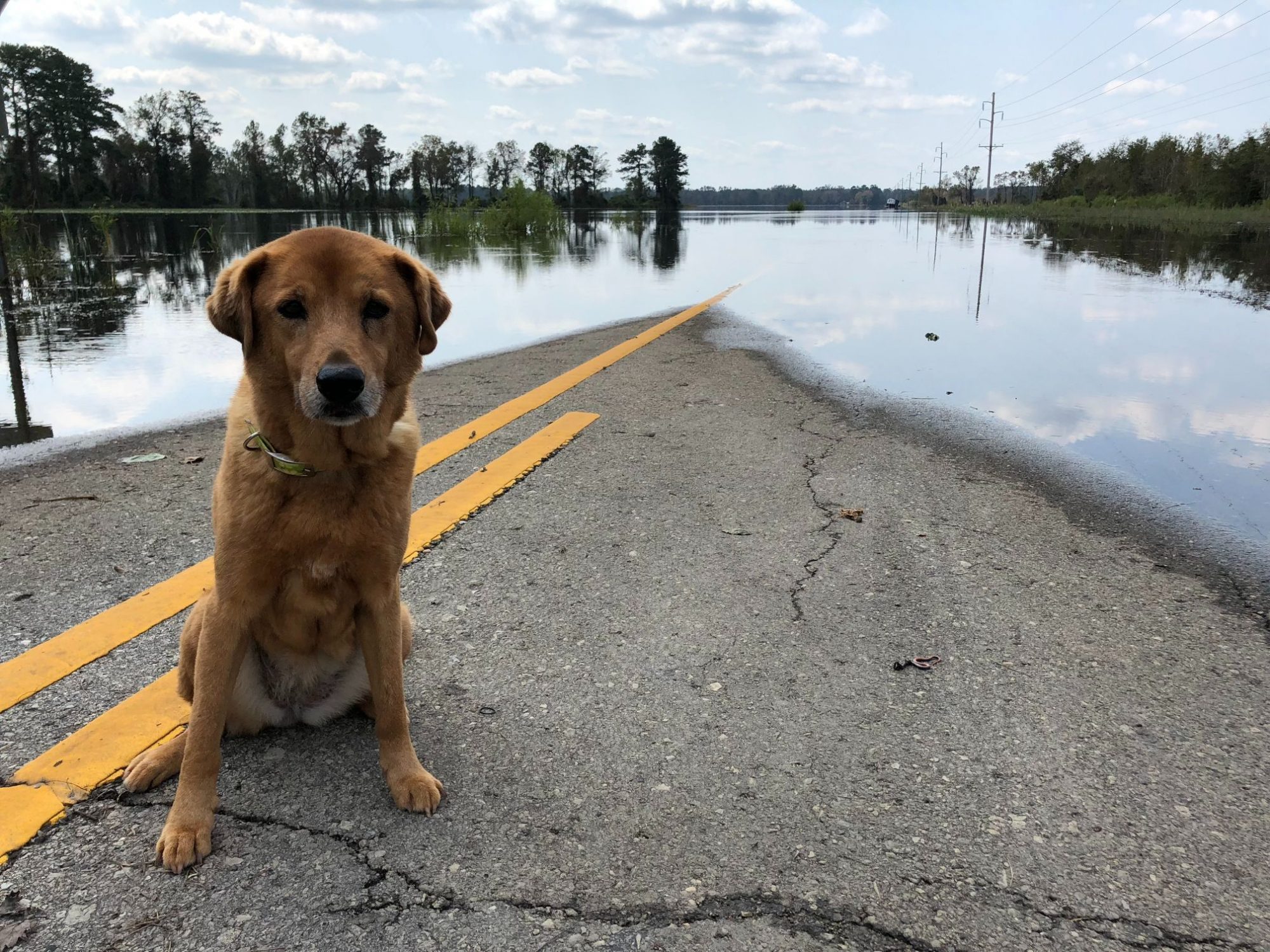 Dog next to a flooded street.