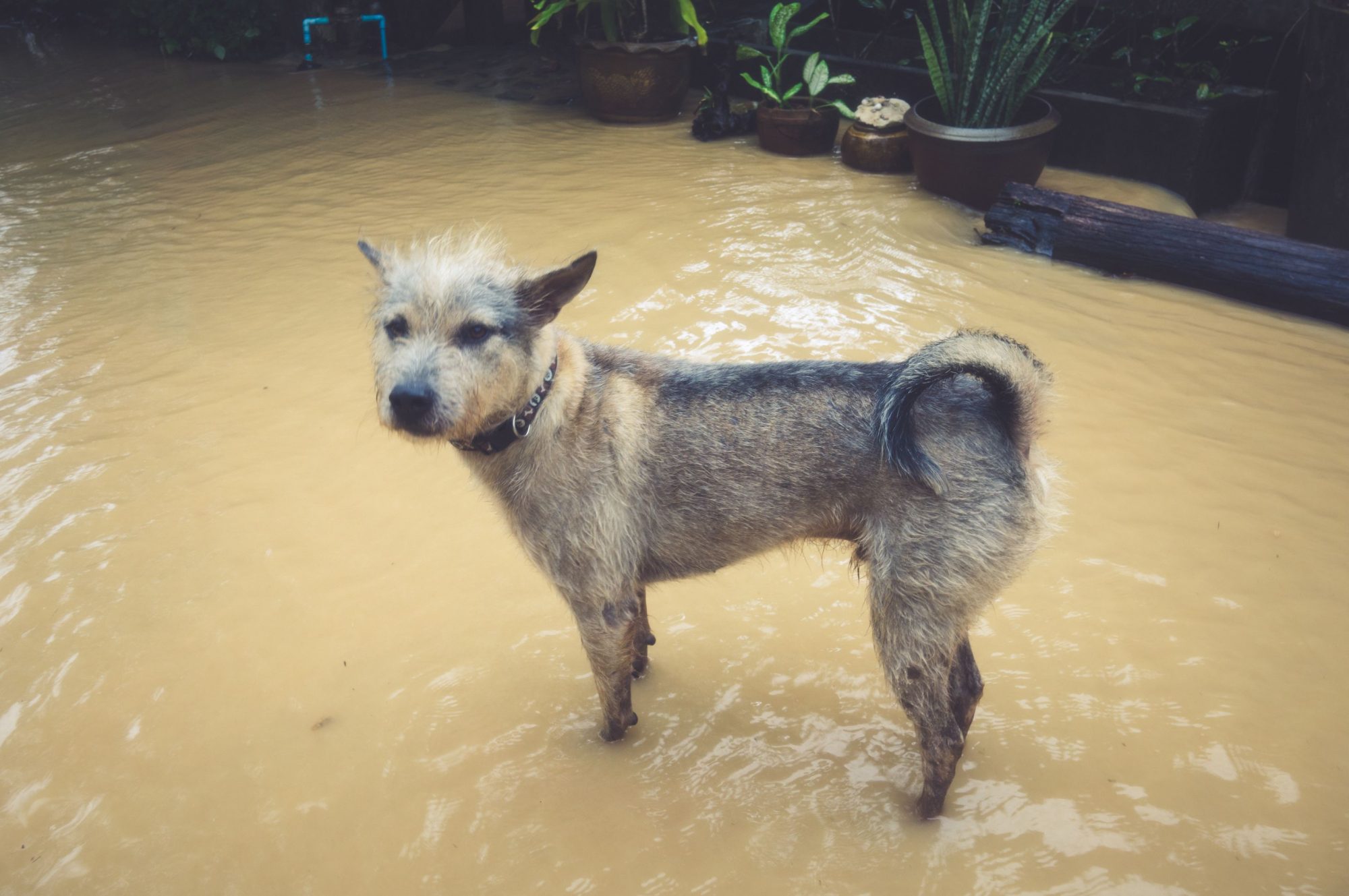 Pet disaster preparedness.