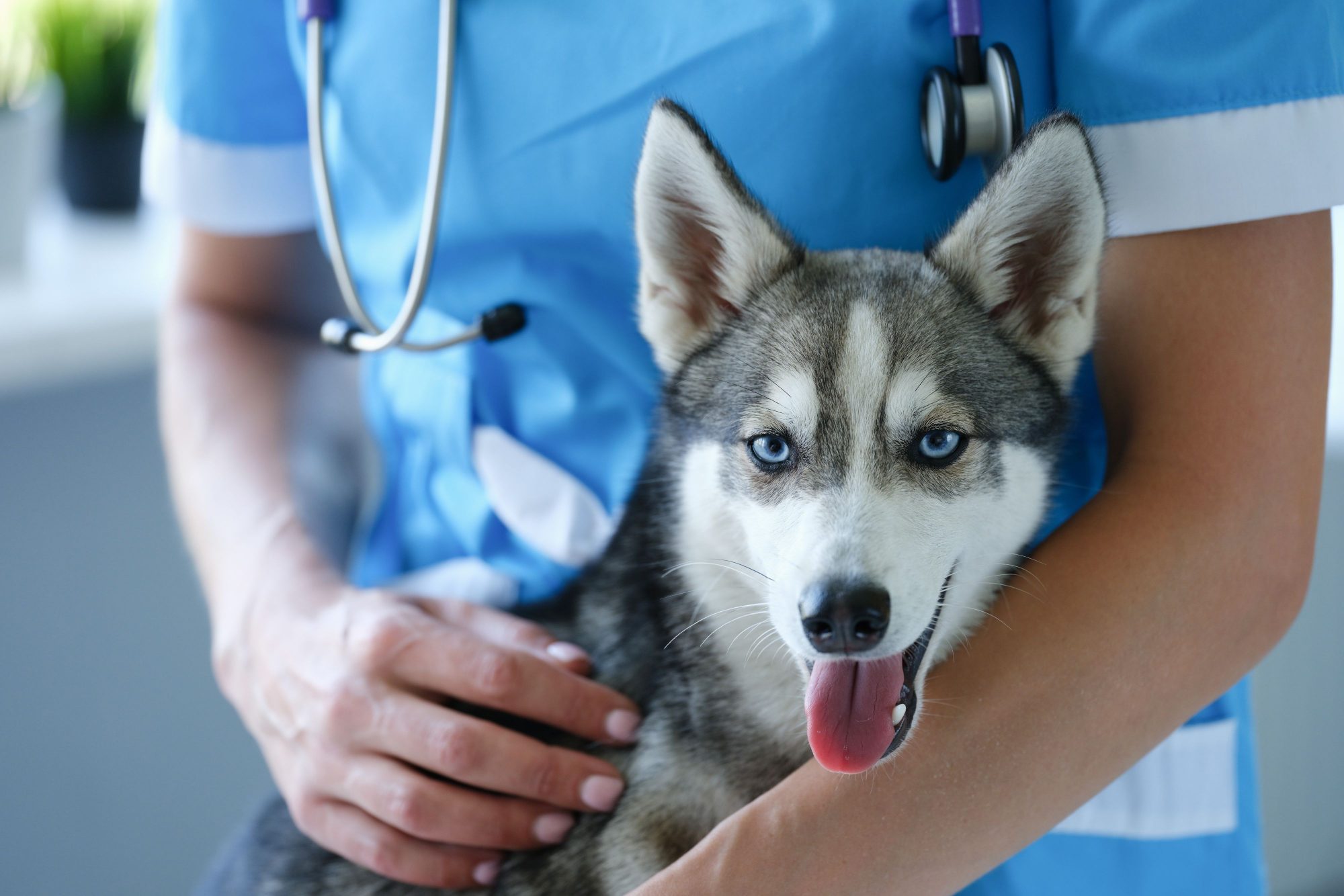 A dog getting vaccinated.