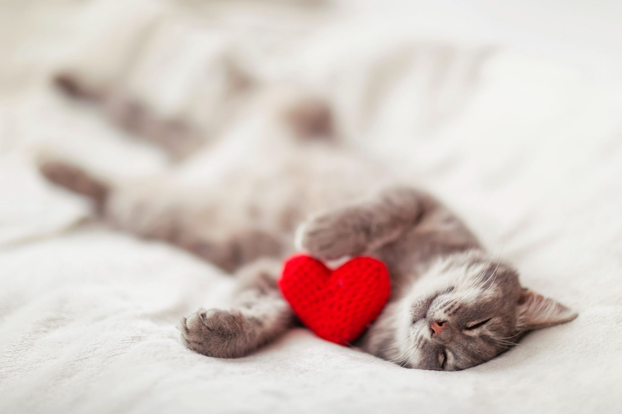 A cat with a red heart pillow.