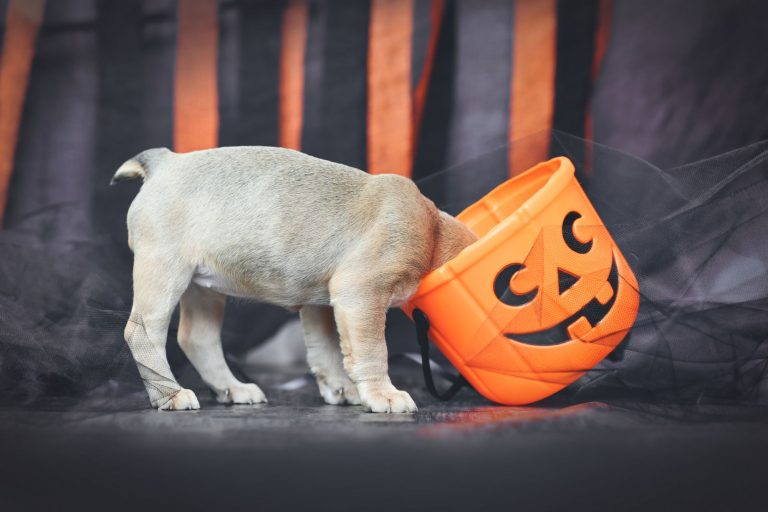 Pet Safety Tips For Halloween | Leon Valley Veterinary Hospital | Leon ...