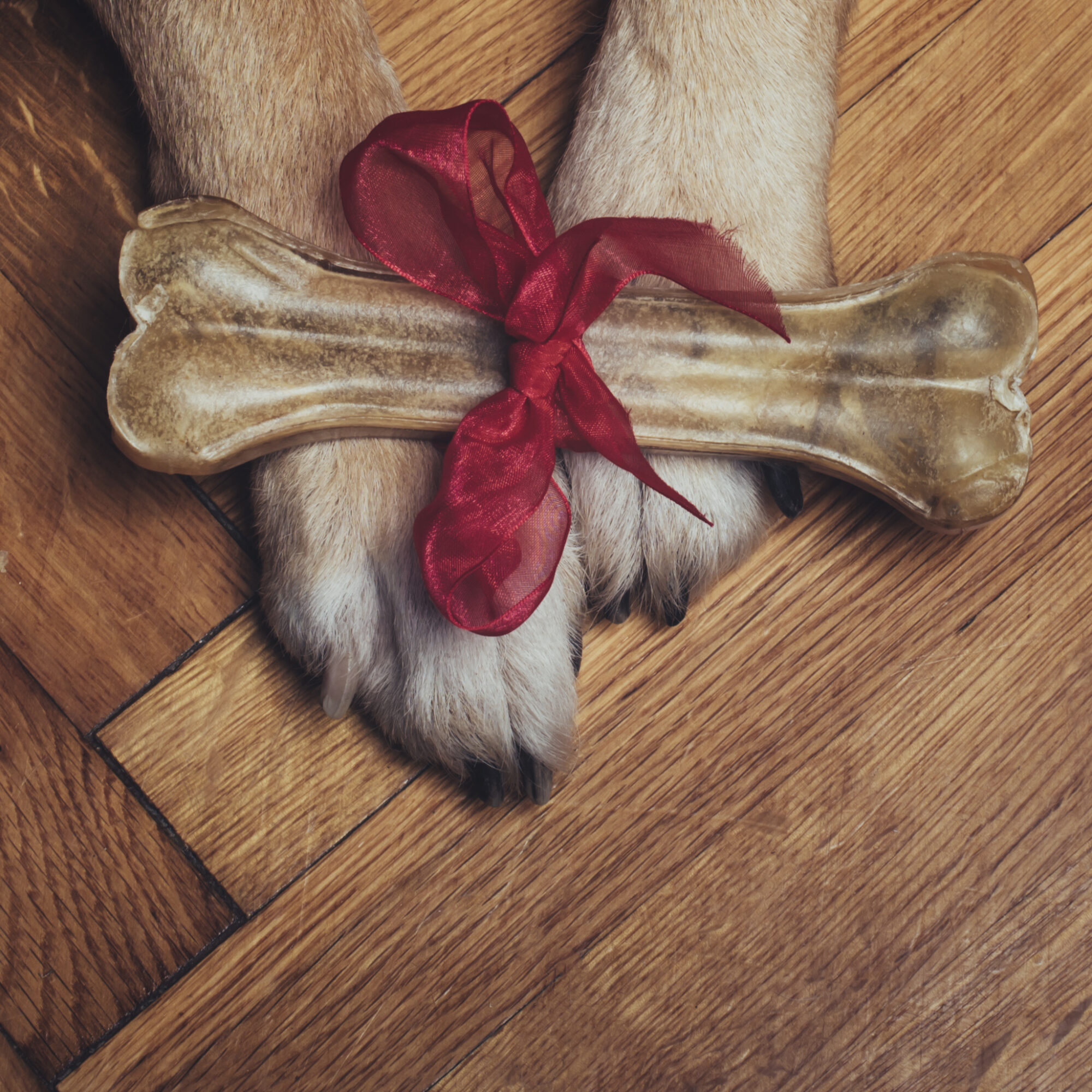 Dog paws with Christmas bow.