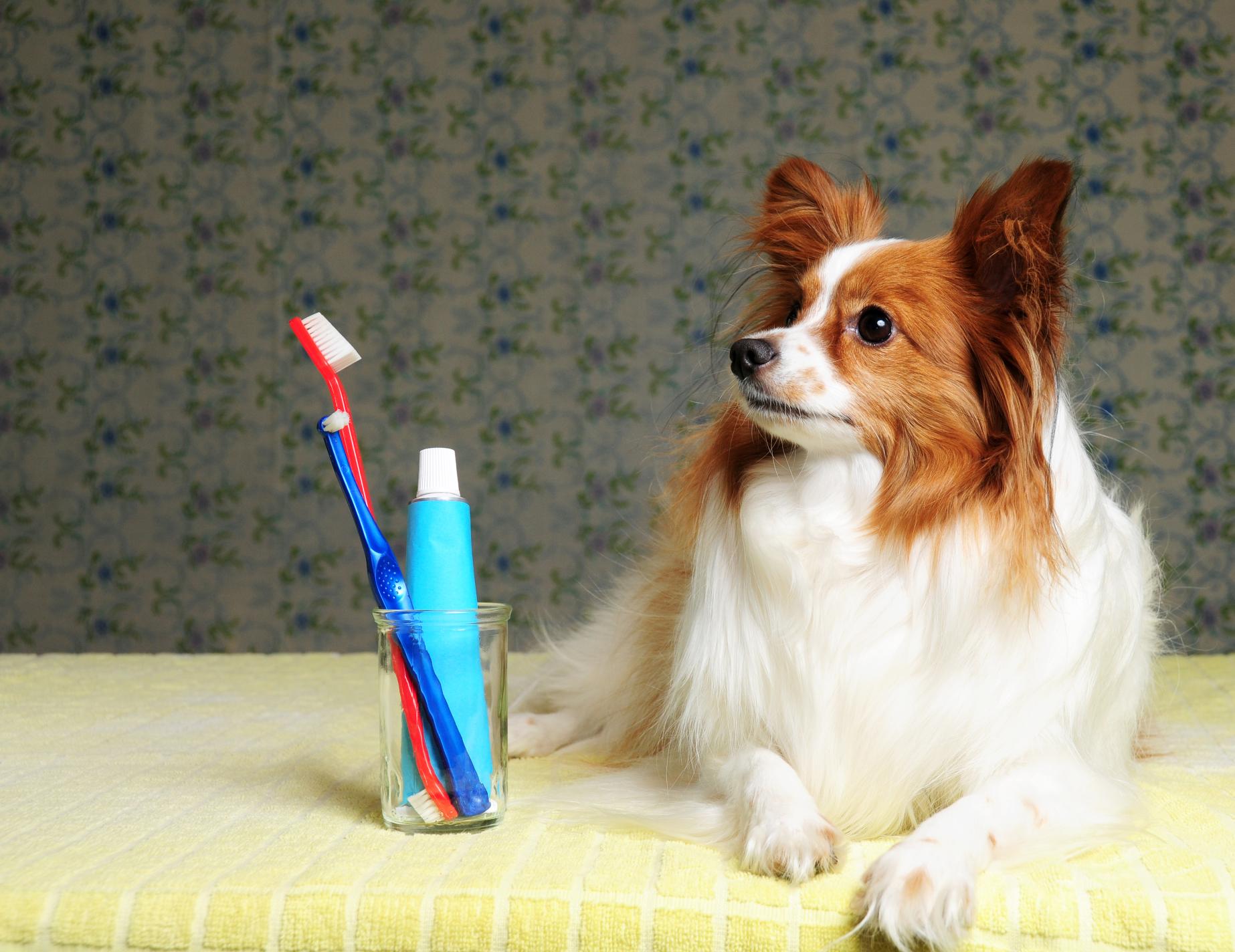 dog dental care.