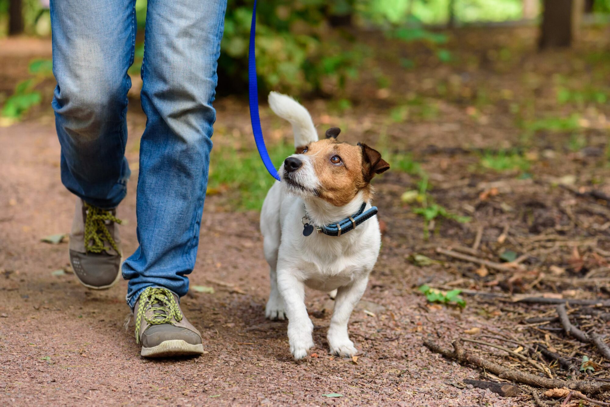 pet wellness. 