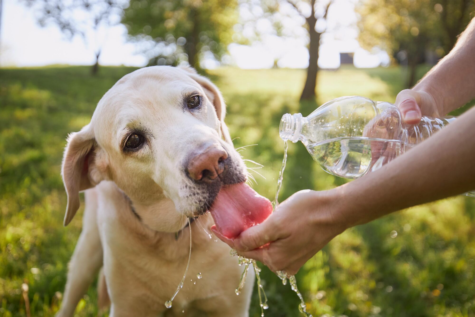 Hydration