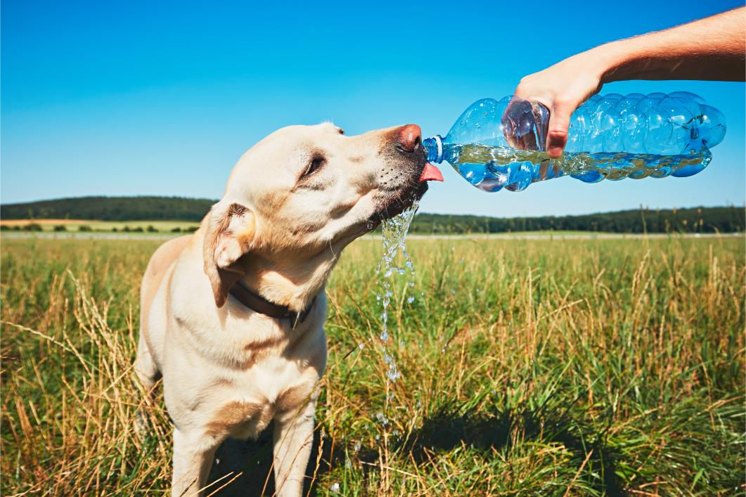 thirsty dog getting a drink of water.