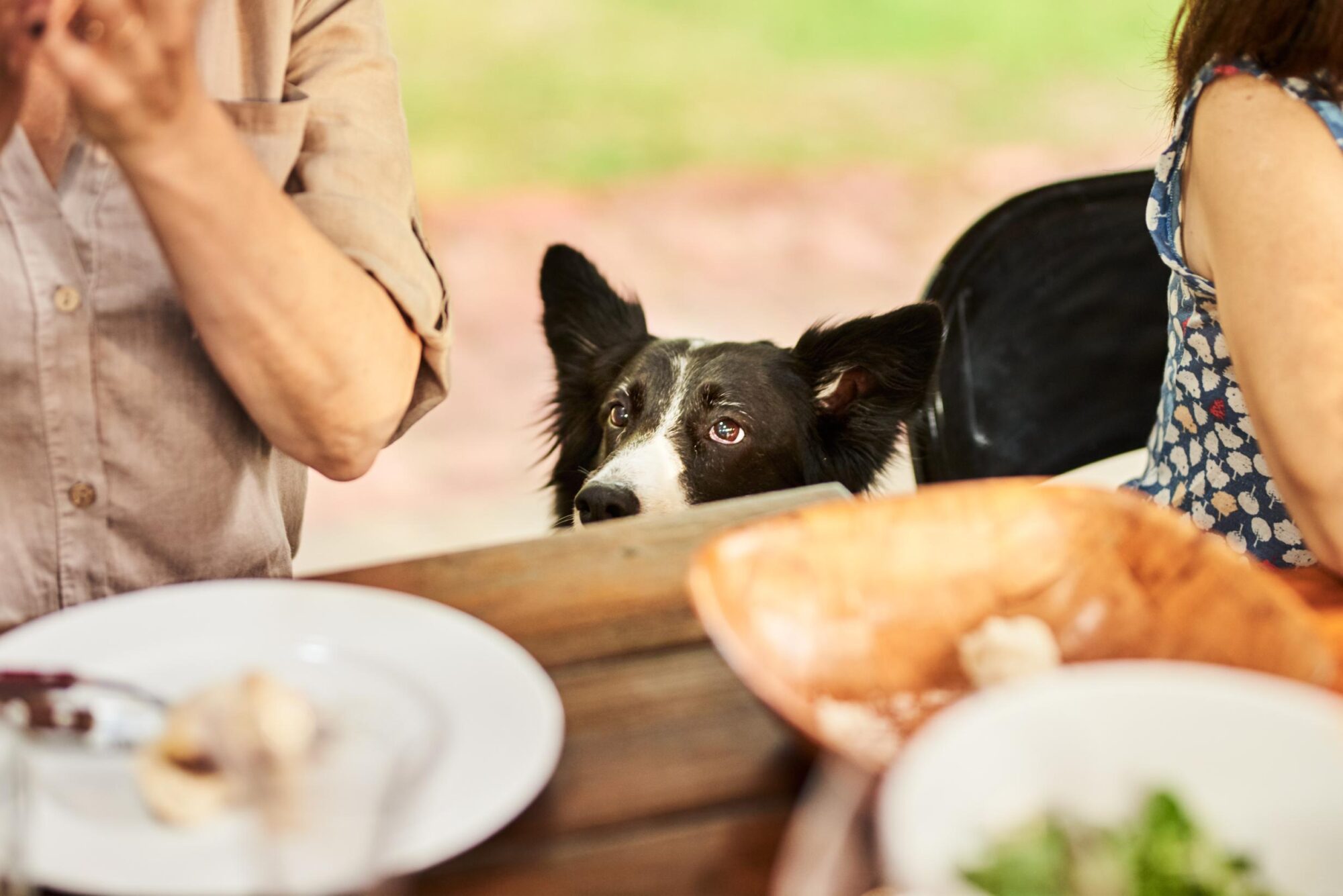 dog watching people at food at park.