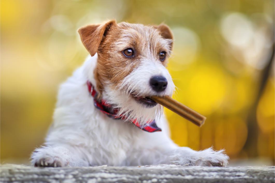 dog with dental chewing stick in mouth