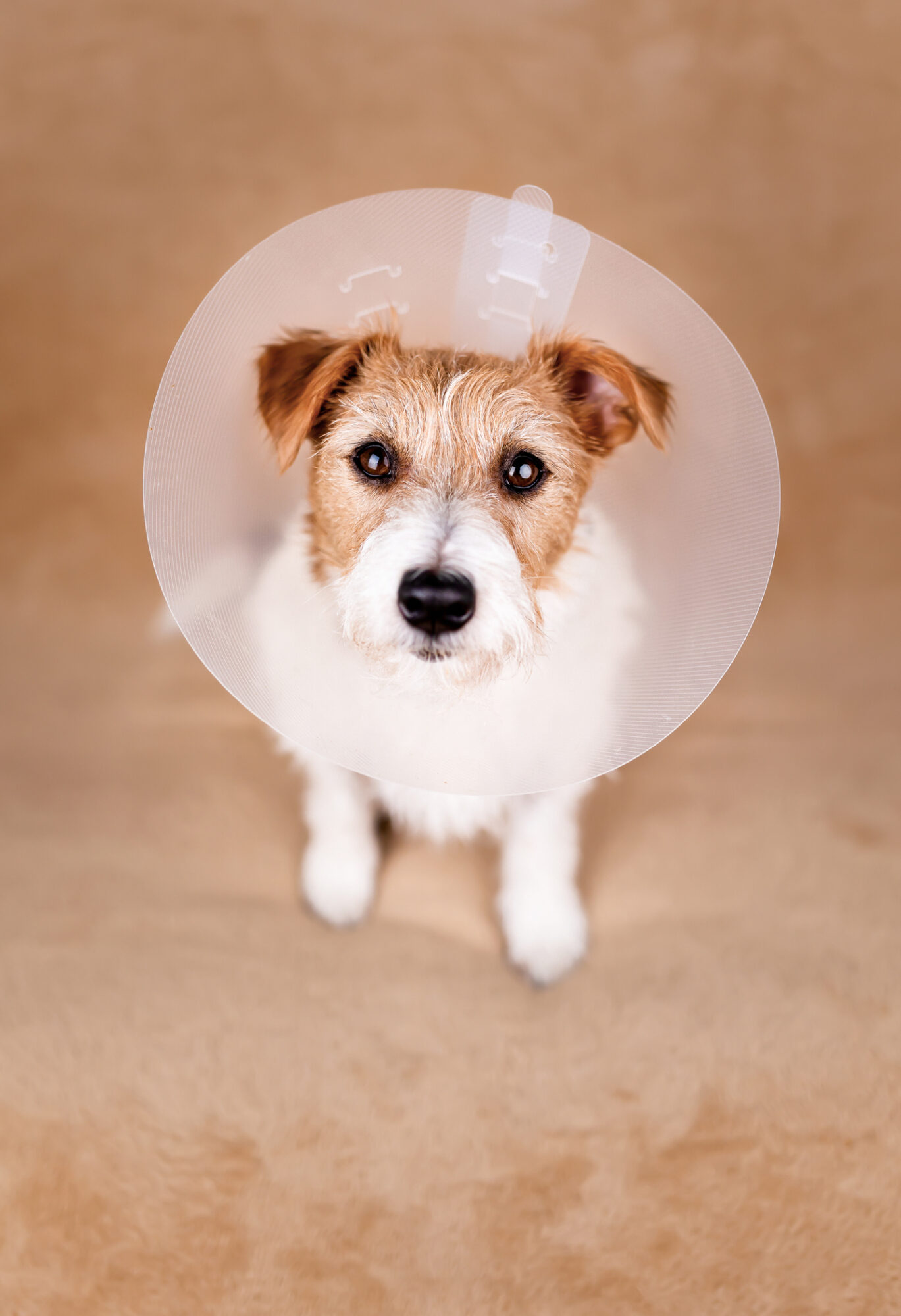 Dog wearing cone after spay.