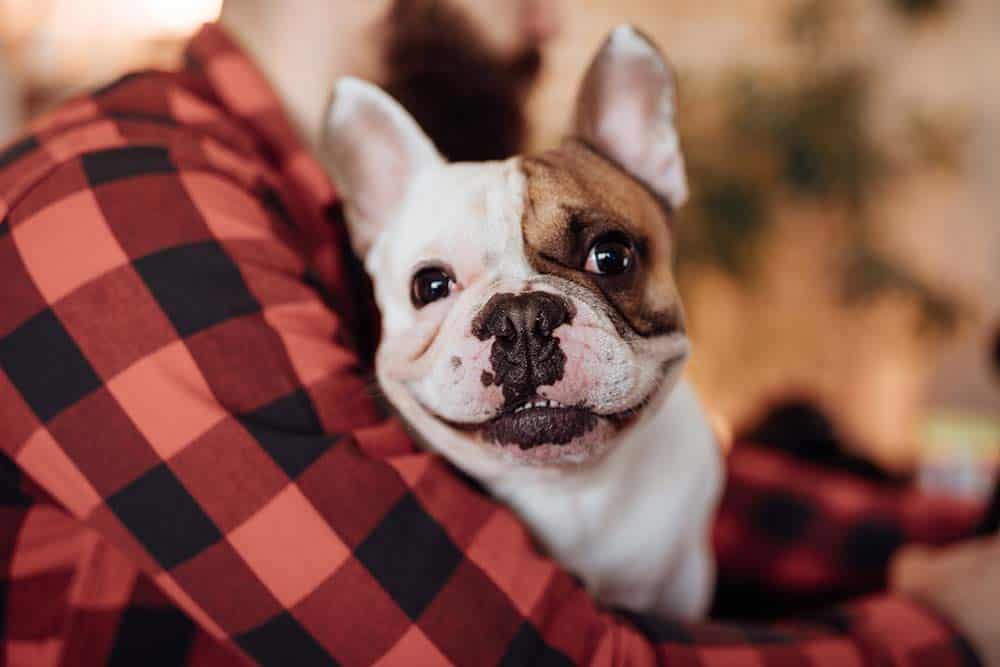 Dog being held